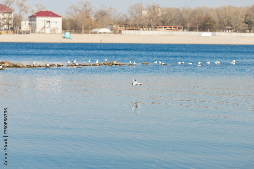 Naklejka premium sea gull flies over a blue river on a clear day