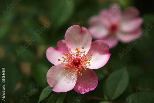 Maggio  fioritura di rose botaniche spontanee a fiori semplici  dettaglio di un fiore