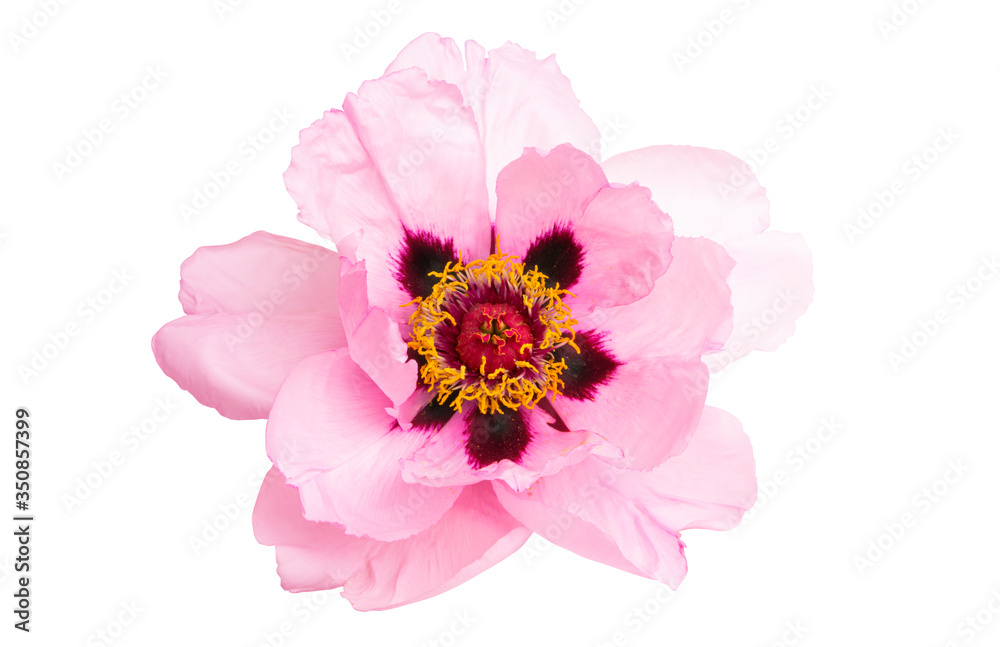 peony flower isolated