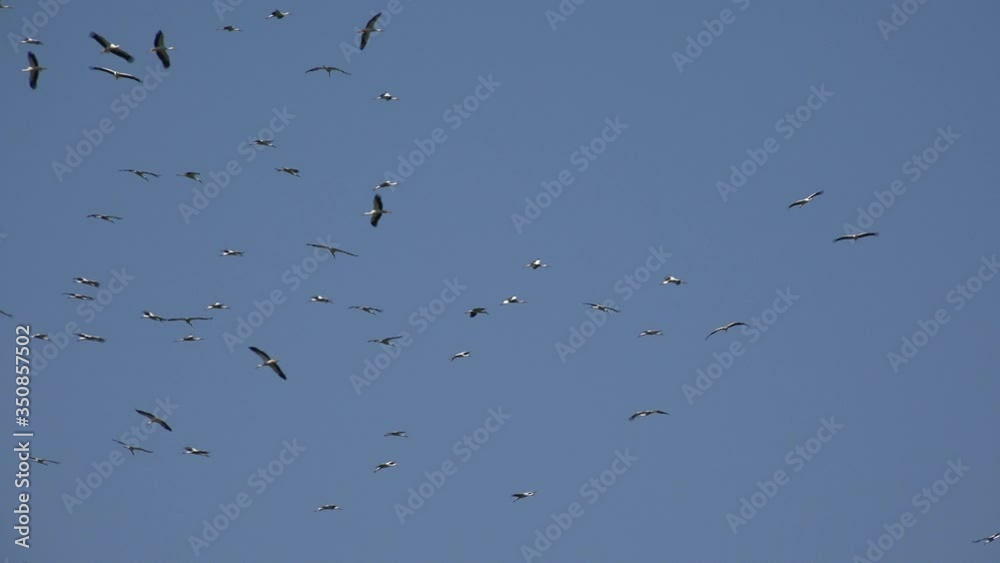 Stork Flying, Crowd of White Birds in Blue Sky, Flock European Birds in Flight Stork Flying, Crowd of White Birds in Blue Sky, Flock European Birds in Flight