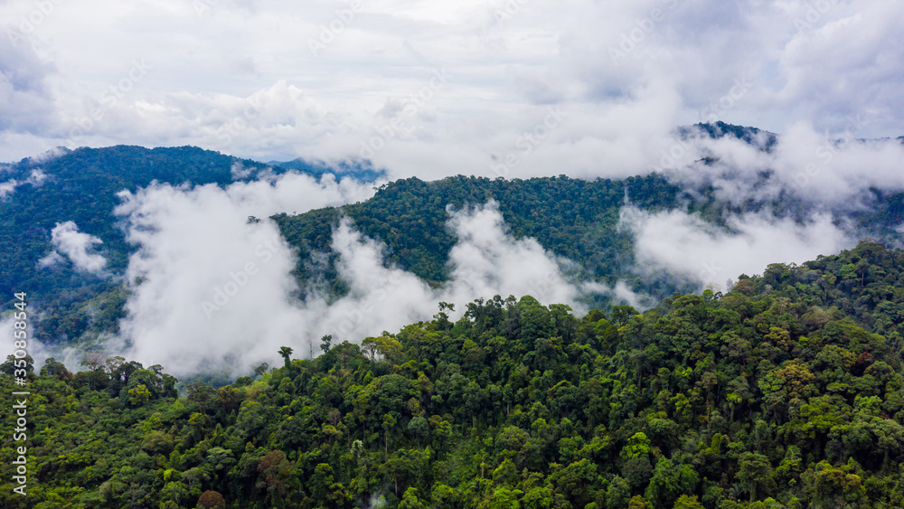 Aerial drone view of mist and clouds rising above a dense, pristine tropical rainforest following a thunder storm