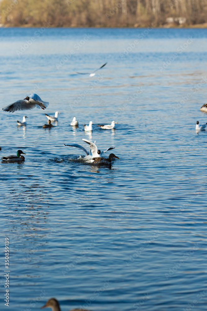 Fototapeta premium seagulls and ducks catch food in the river in the park and try to catch a piece of food