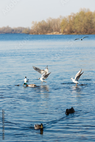 seagulls and ducks catch food in the river in the park and try to catch a piece of food