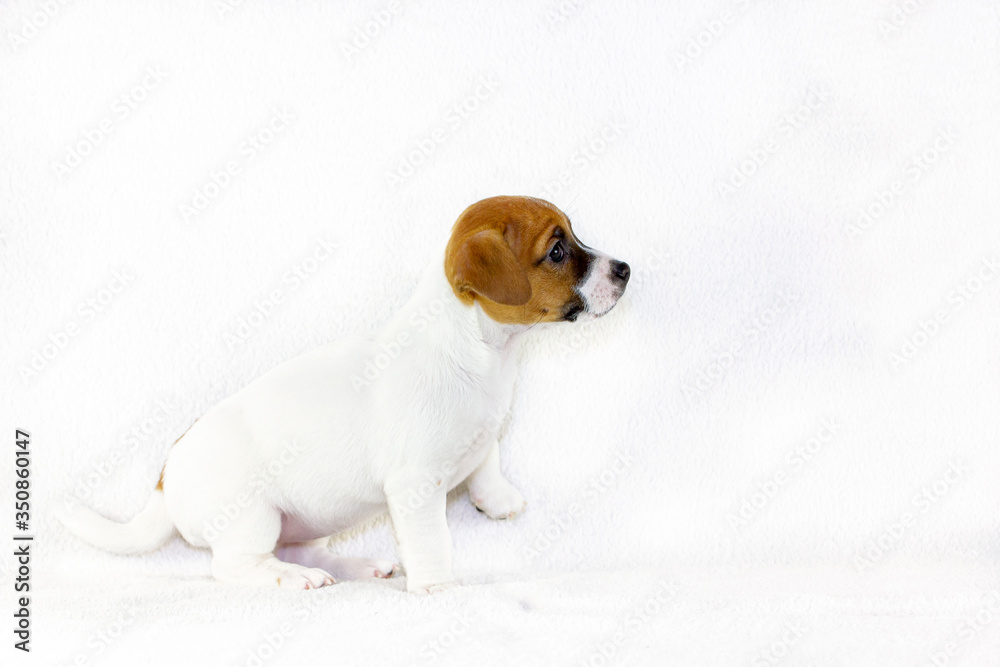  Cute puppy Jack Russell Terrier sitting in profile on a white background. Horizontal format