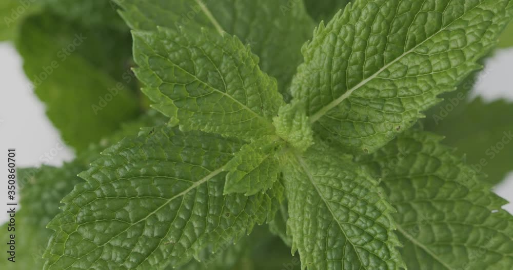 Fresh Mint leaves rotating. Spearmint, Mentha spicata. Top view Close up. Macro shot Fresh Mint leaves rotating. Spearmint, Mentha spicata. Top view Close up. Macro shot