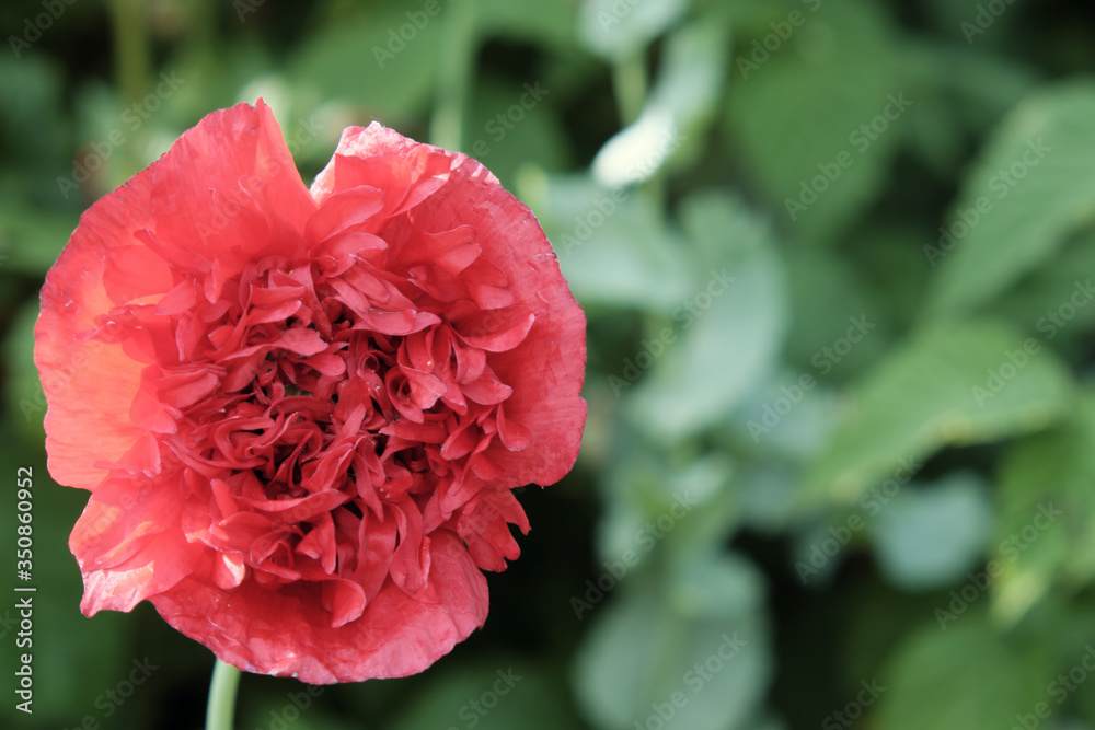 Poppy flower close-up. One big red flower. Poppy flower close-up. One big red flower.