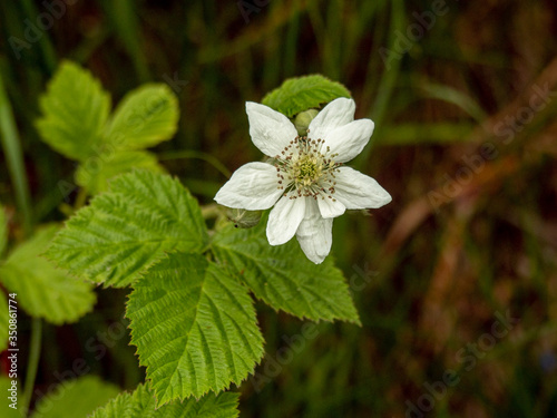 Closeup of a white flower and leaves of dewberry, Rubus caesius, in a hedgerow