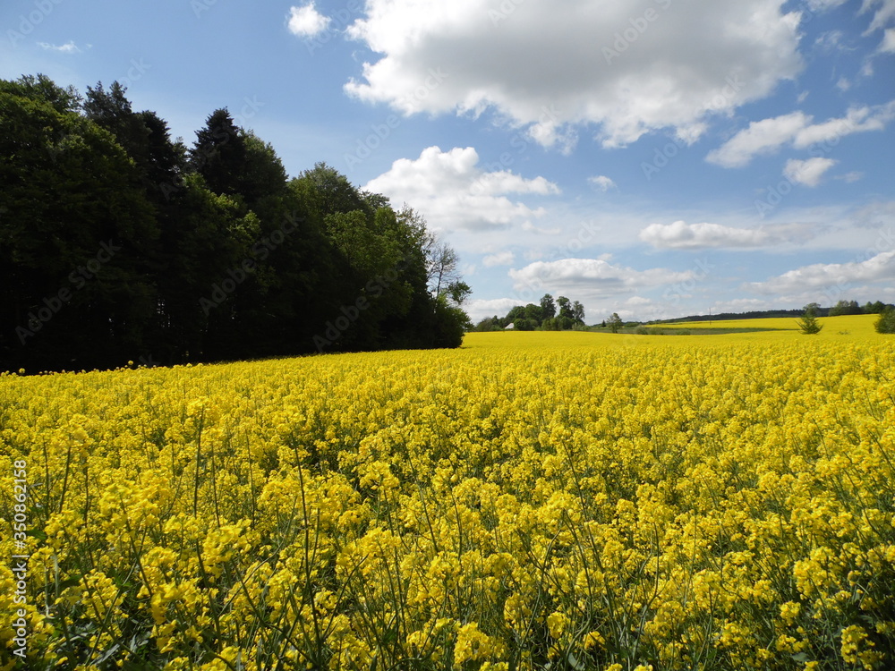 Obraz premium Canola and sky