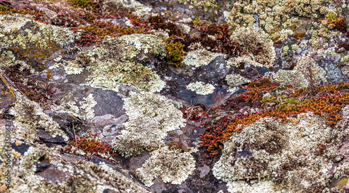 Lichens on the stones