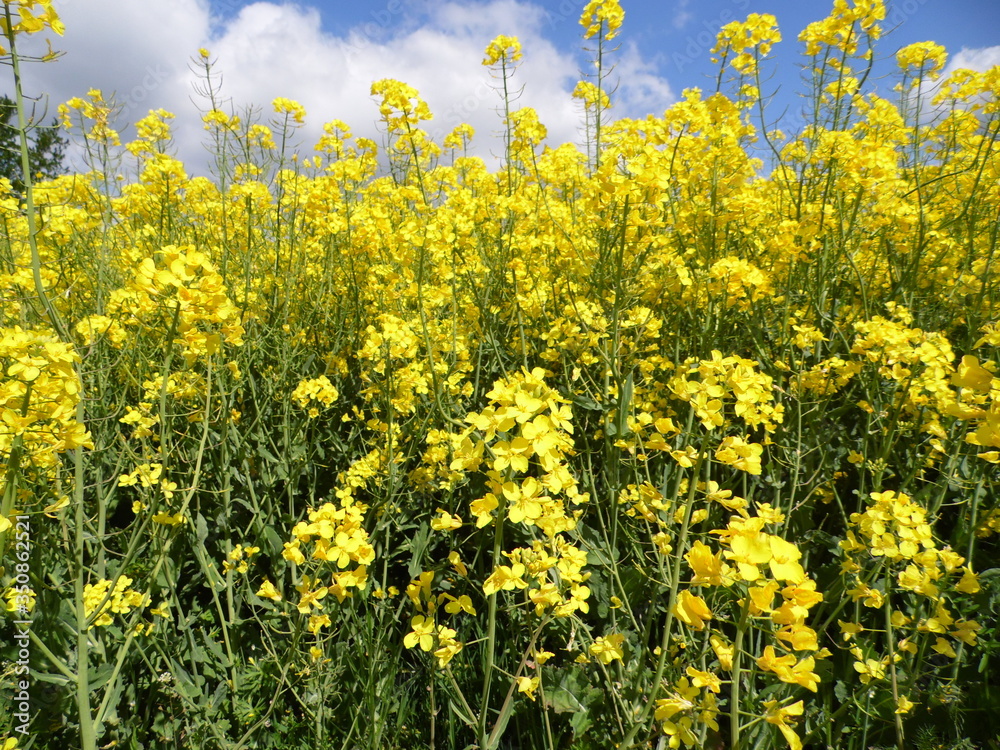 Canola Canola