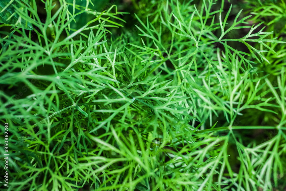 Dill closeup in summer Dill closeup in summer