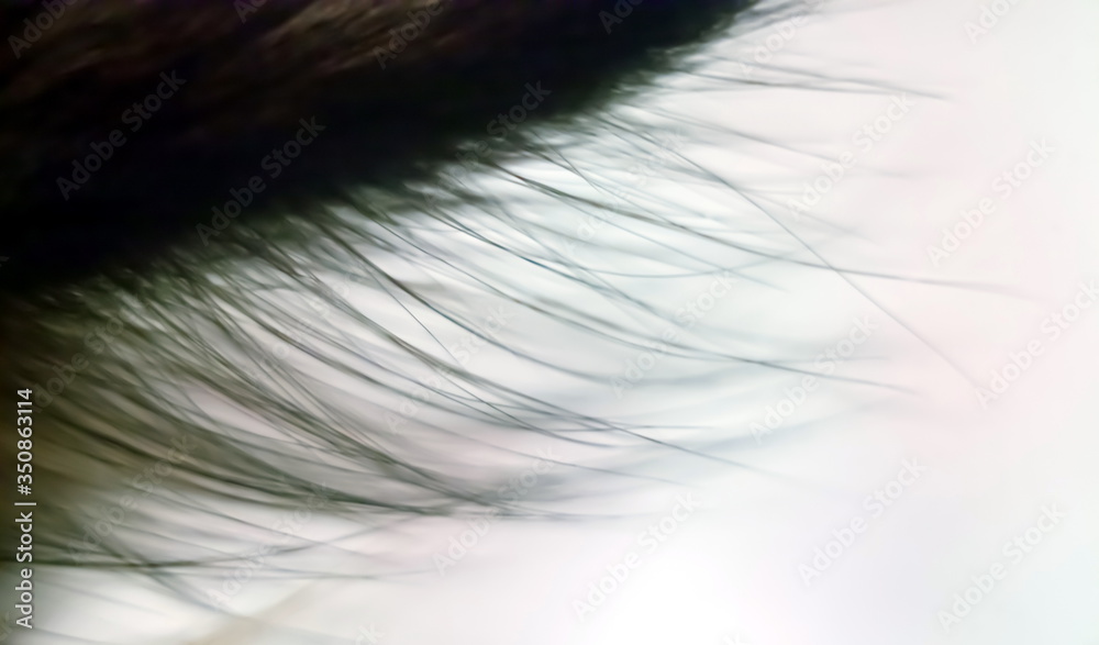 Obraz premium Cat hair closeup