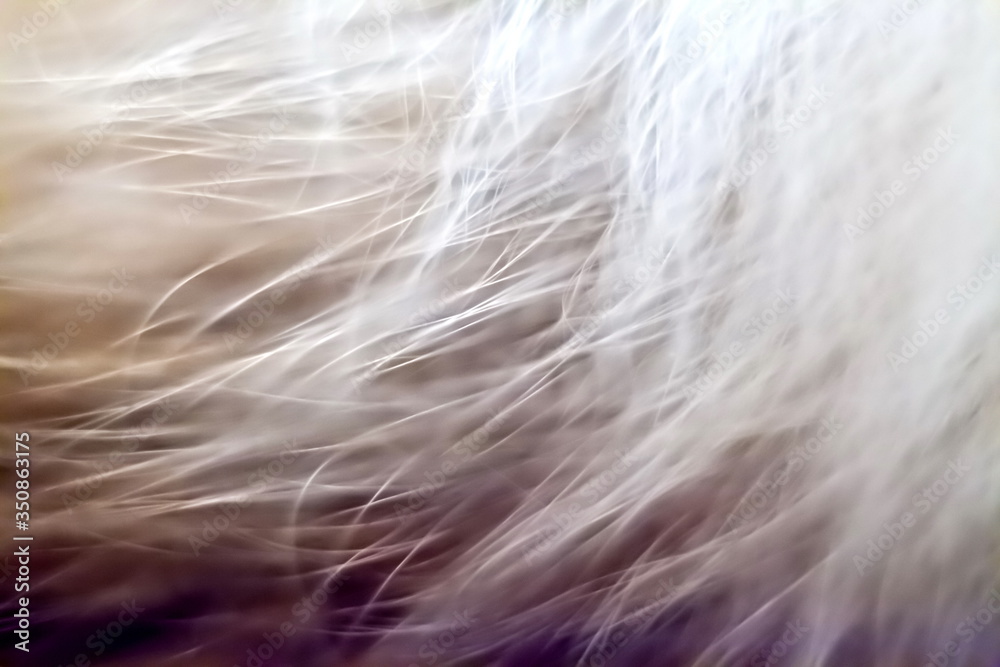 Fototapeta premium Cat hair closeup