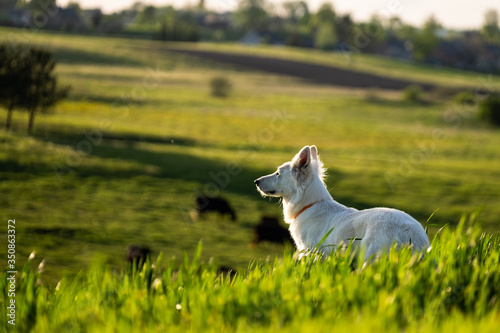 White swiss shepherd in a countryside roaming in the fields 
