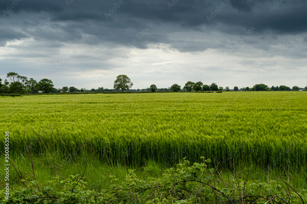 Fototapeta premium View over a field with green wheat on a breezy day with distant trees and a cloudy sky in North Yorkshire, England