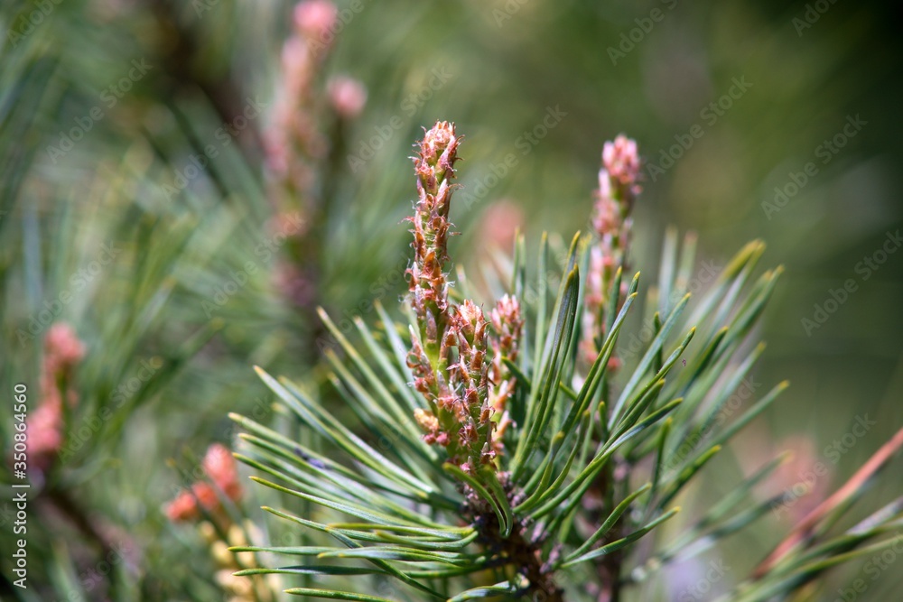 Young fresh pine cone and green pine needles on background.