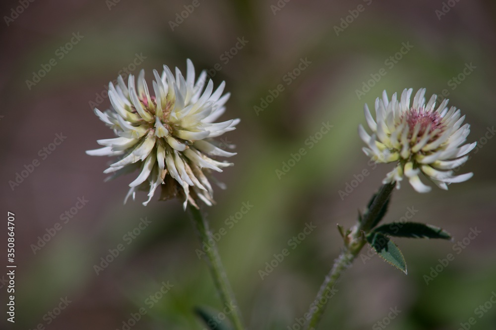 Meadow clover (Trifolium pratense), a dicotyledonous herb of the legume family, is incorrectly referred to as red clover.