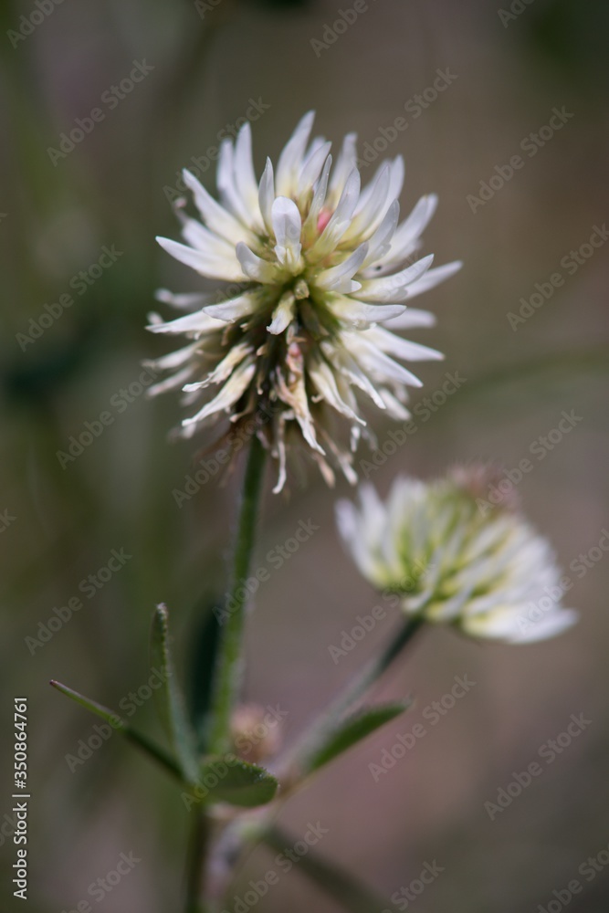 Meadow clover (Trifolium pratense), a dicotyledonous herb of the legume family, is incorrectly referred to as red clover. Meadow clover (Trifolium pratense), a dicotyledonous herb of the legume family, is incorrectly referred to as red clover.