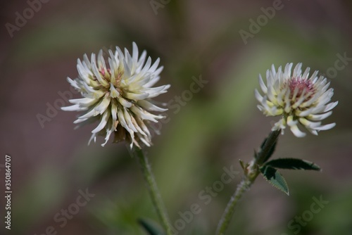 Meadow clover  Trifolium pratense   a dicotyledonous herb of the legume family  is incorrectly referred to as red clover.