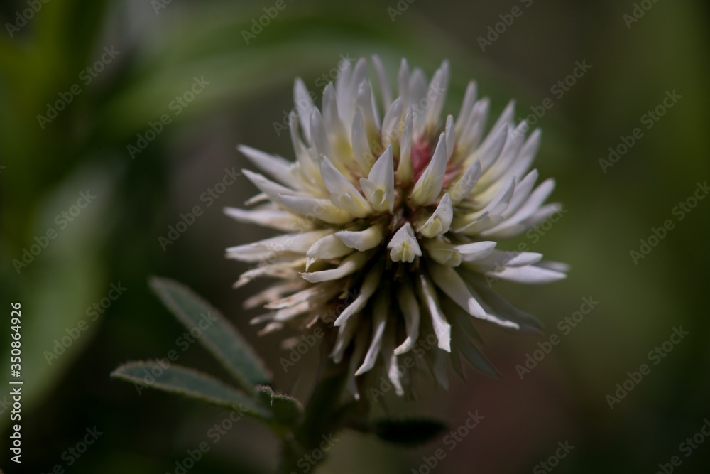 Meadow clover (Trifolium pratense), a dicotyledonous herb of the legume family, is incorrectly referred to as red clover.