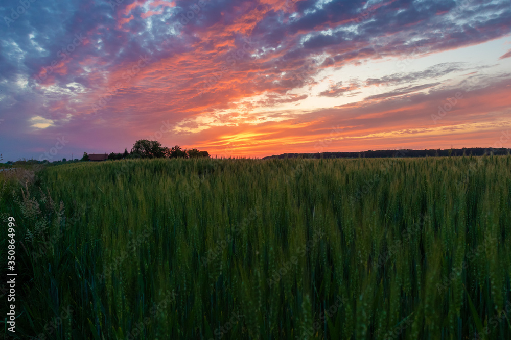 Sunset over the wheat field on the village edge