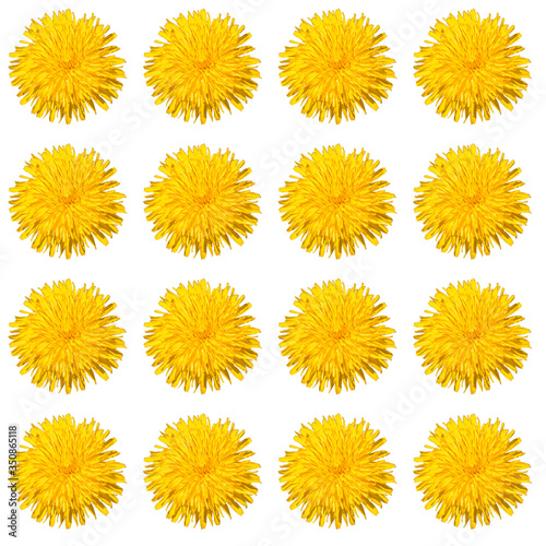seamless pattern of dandelion flowers. isolate on white background