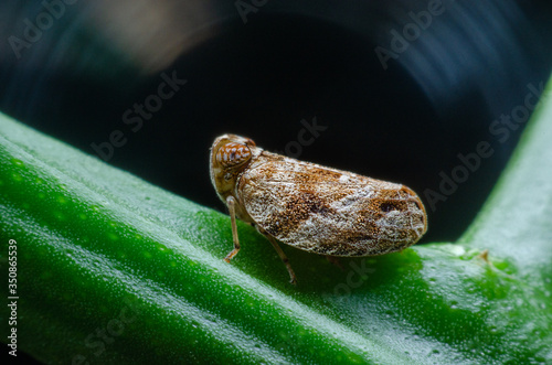 Close up of the Brown planthopper on green leaf in the garden