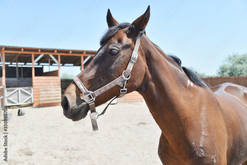 Close-up photo of horse head on a horse farm. Close-up photo of horse head on a horse farm.