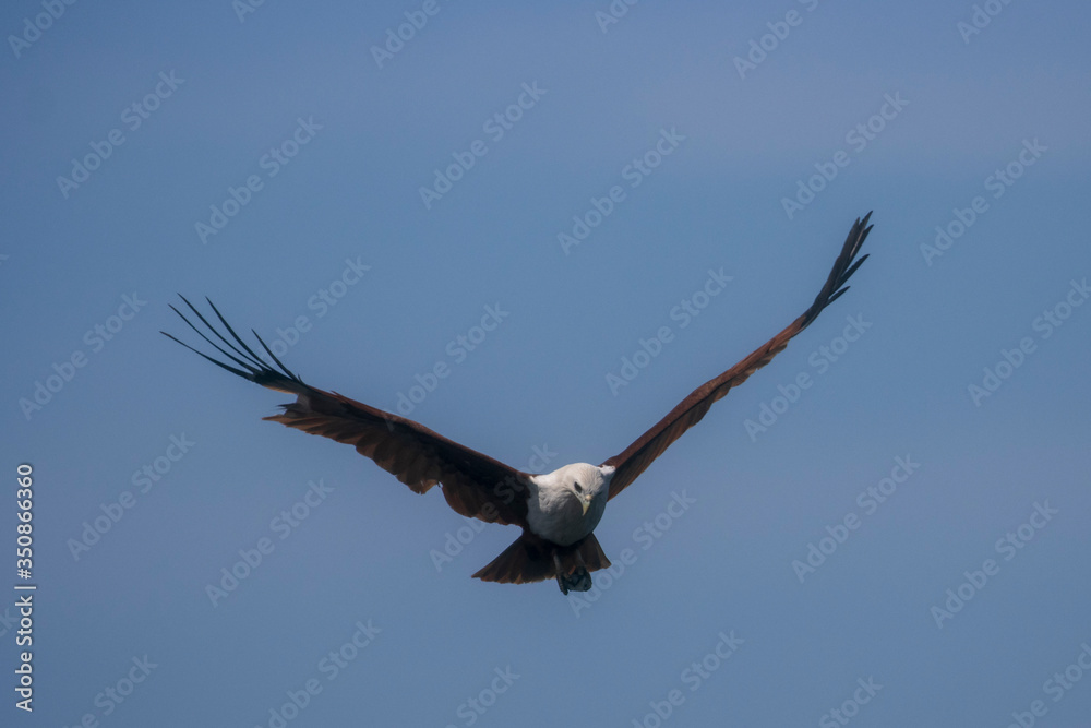 Brahminy Kite bird of prey flying Brahminy Kite bird of prey flying