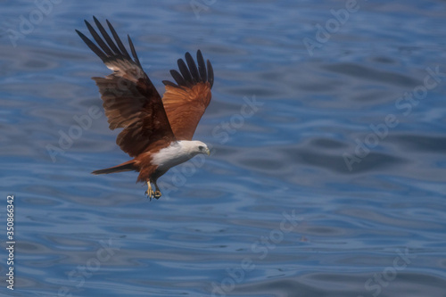 Brahminy Kite bird of prey flying 