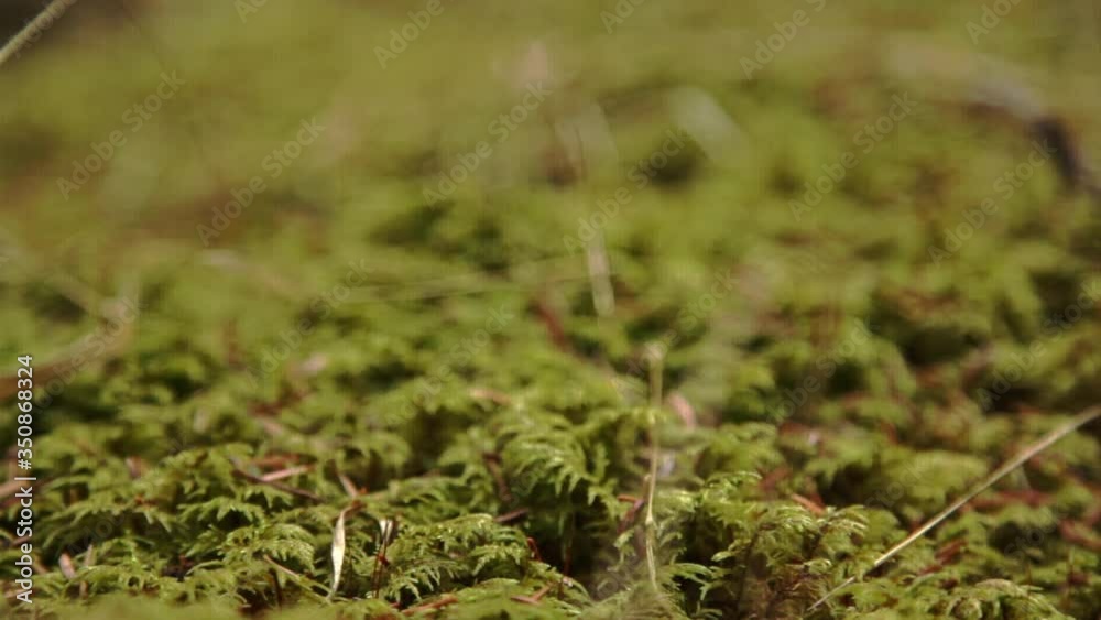 Dry moss close up in the winter Dry moss close up in the winter