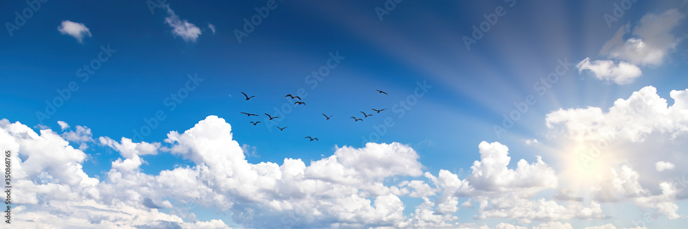 Cumulus cloudscape and the shining sun with a swarm of birds over New South Wales, Australia at a cloudy day in summer, edited as a panorama.