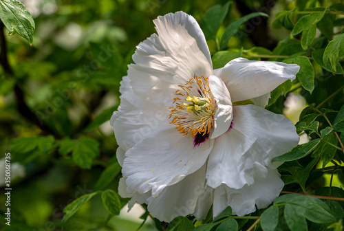 Peony (Paeonia) is the only genus of plants in the Pivonia family (Paeoniaceae). Perennial grasses (most species), as well as bushes or brewers. photo