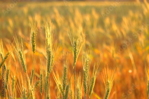 wheat crops / golden morning sunlight in sunrise