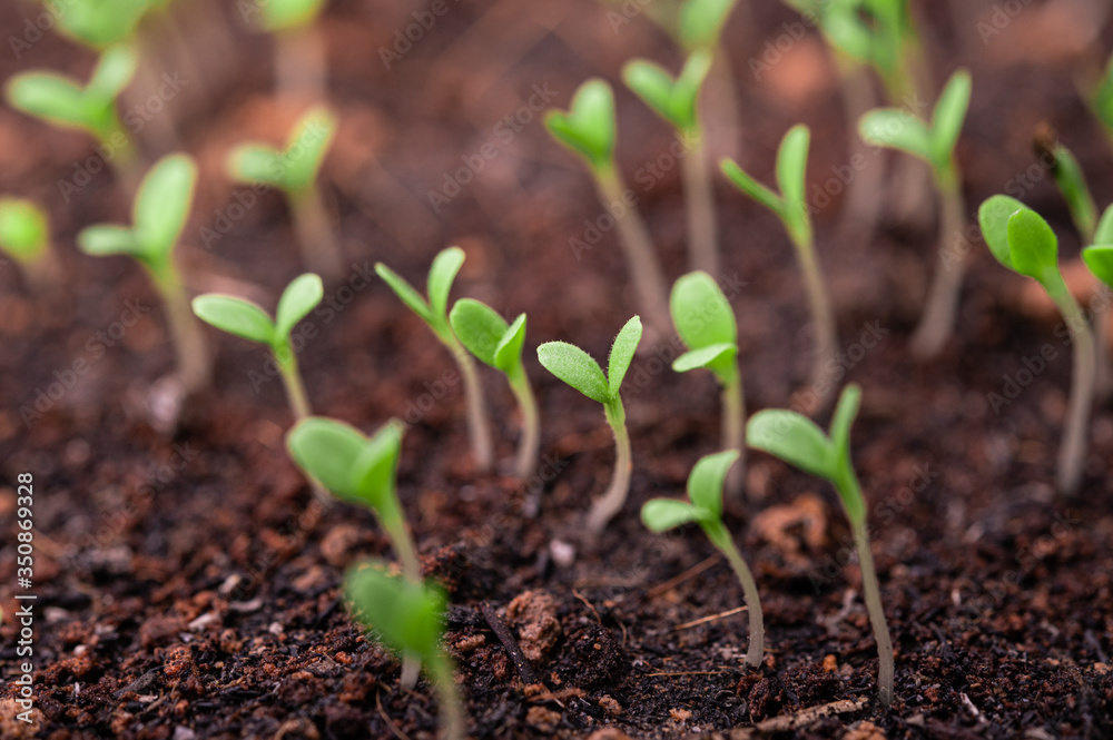 Seedlings in the planting tray. Seedlings in the planting tray.