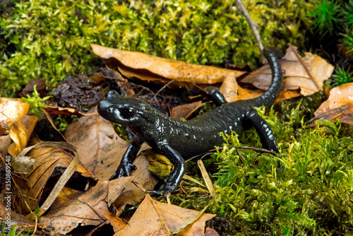 Alpensalamander (Salamandra atra) - Alpine salamander photo