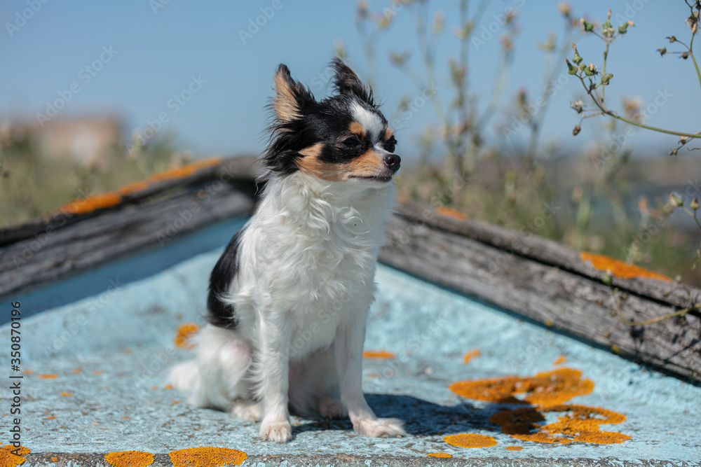 chihuahua on an old blue fishing boat