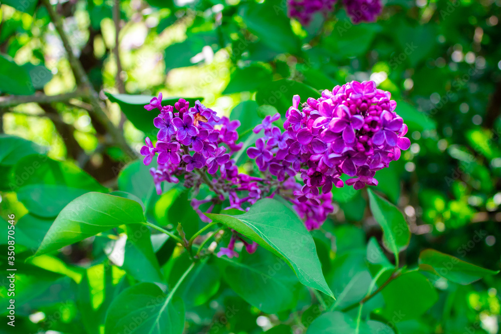 Blossom lilac flowers in spring. Spring blooming lilac tree flowers.