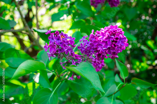 Obraz na płótnie Blossom lilac flowers in spring. Spring blooming lilac tree flowers. w salonie