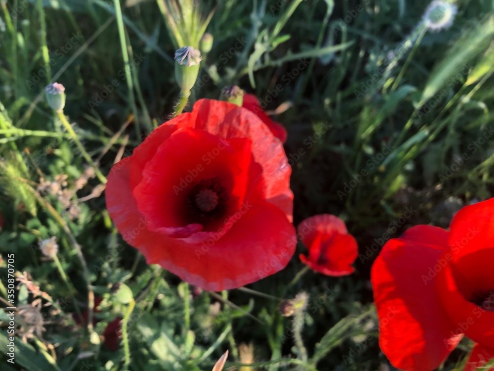 Campo de amapolas rojas