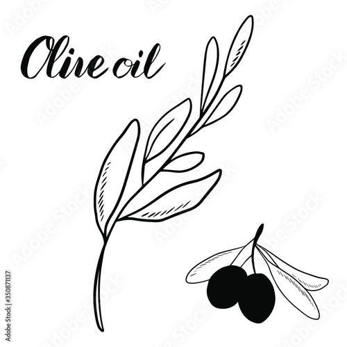 Sketch hand drawn olives set. Olive fruit with oil drop, boneless olives and olive branches with leaves. Vector illustration isolated on white background.