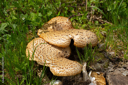 Cuadro en lienzo Close up of a basidiomycete bracket fungus also called Polyporus squamosus, Drya