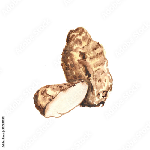 Watercolor illustration of yam on a white background