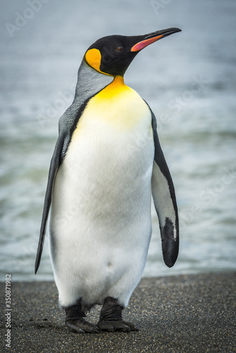 King penguin on beach with waves behind