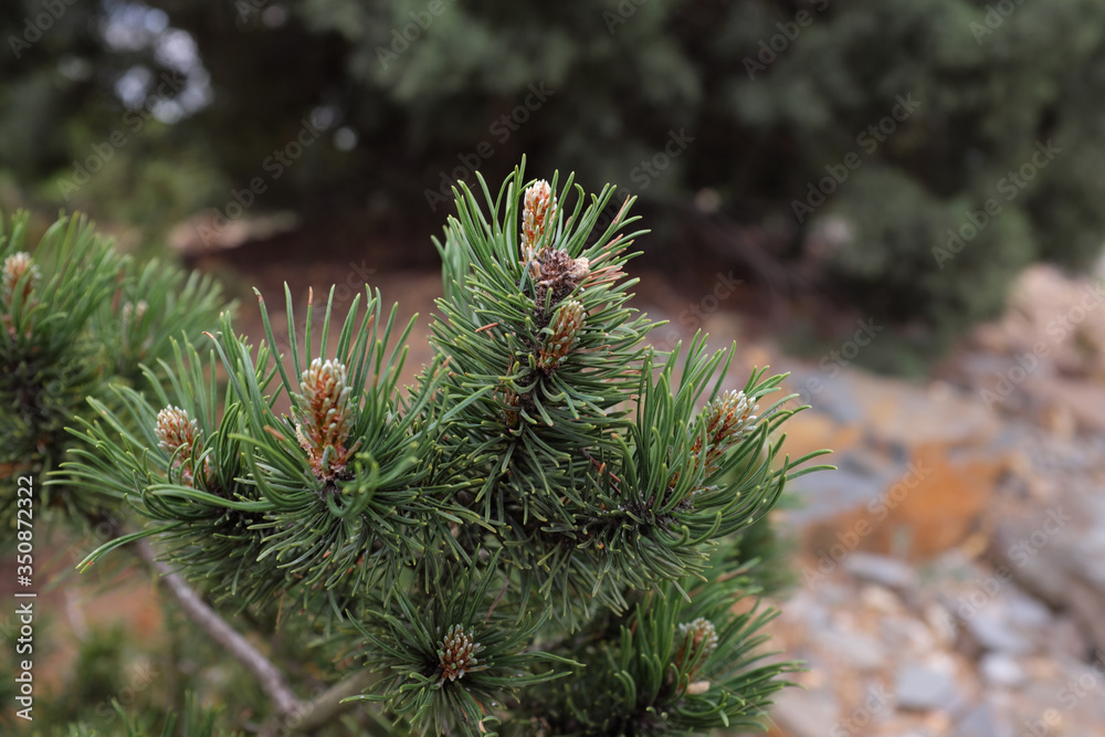 Pinus mugo (Turra), outdoor plants 2020