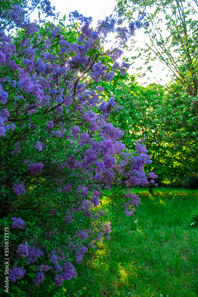 Blossom lilac flowers in spring. Spring blooming lilac tree flowers.