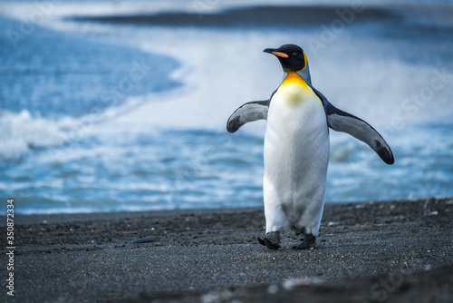 King penguin walking along beach waving flippers