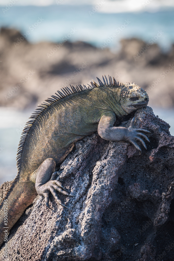 Obraz premium Marine iguana asleep on black volcanic rock