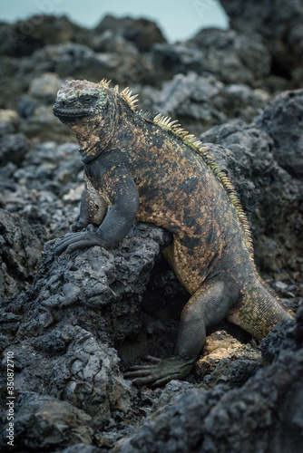 Marine iguana in profile on volcanic rocks