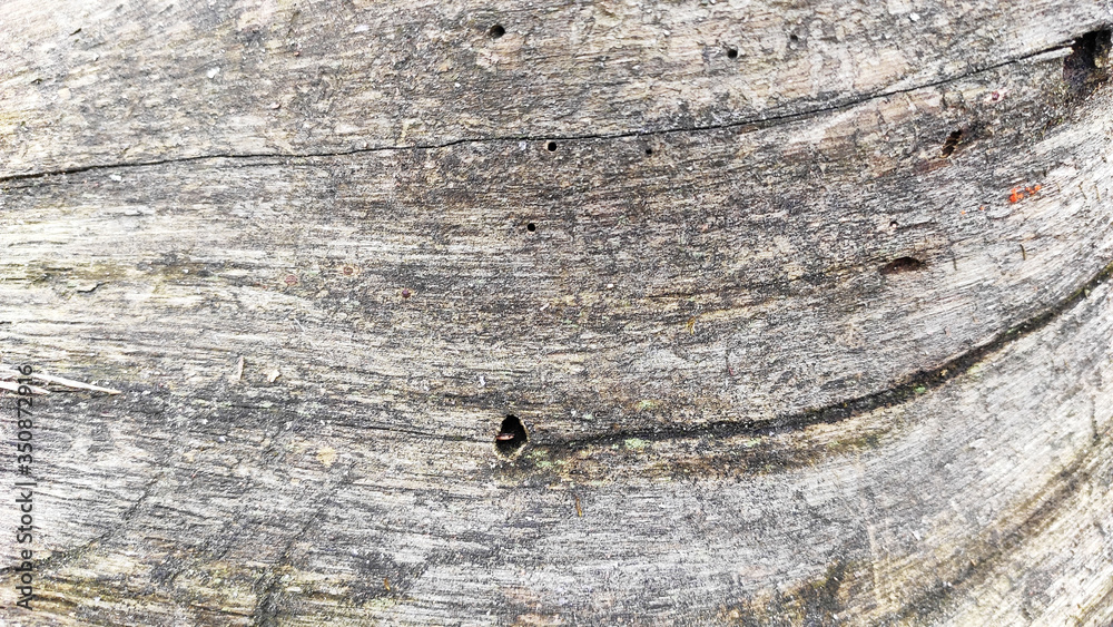 The texture of the old wood. Background. The texture of the old wood. Background.